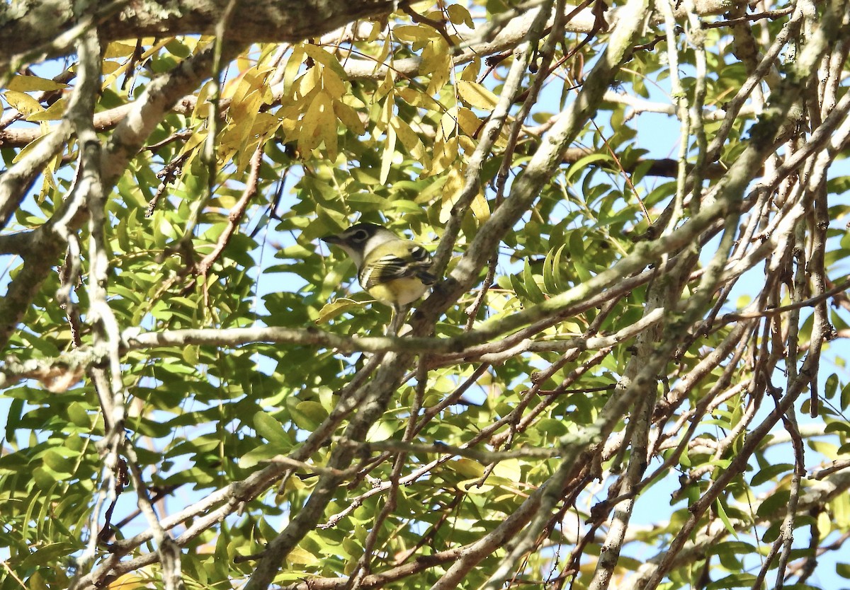 フタスジモズモドキ - ML645277253