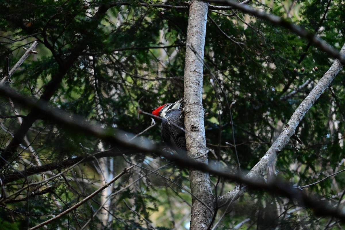 Pileated Woodpecker - ML645277254