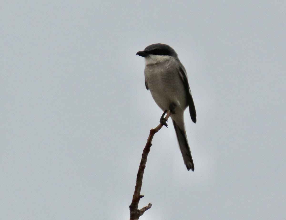 Loggerhead Shrike - ML645277256