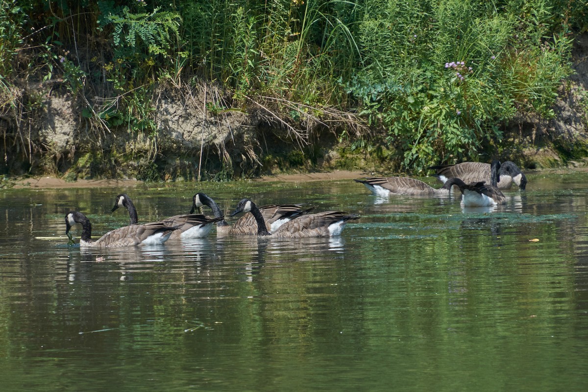 Canada Goose - ML645277261