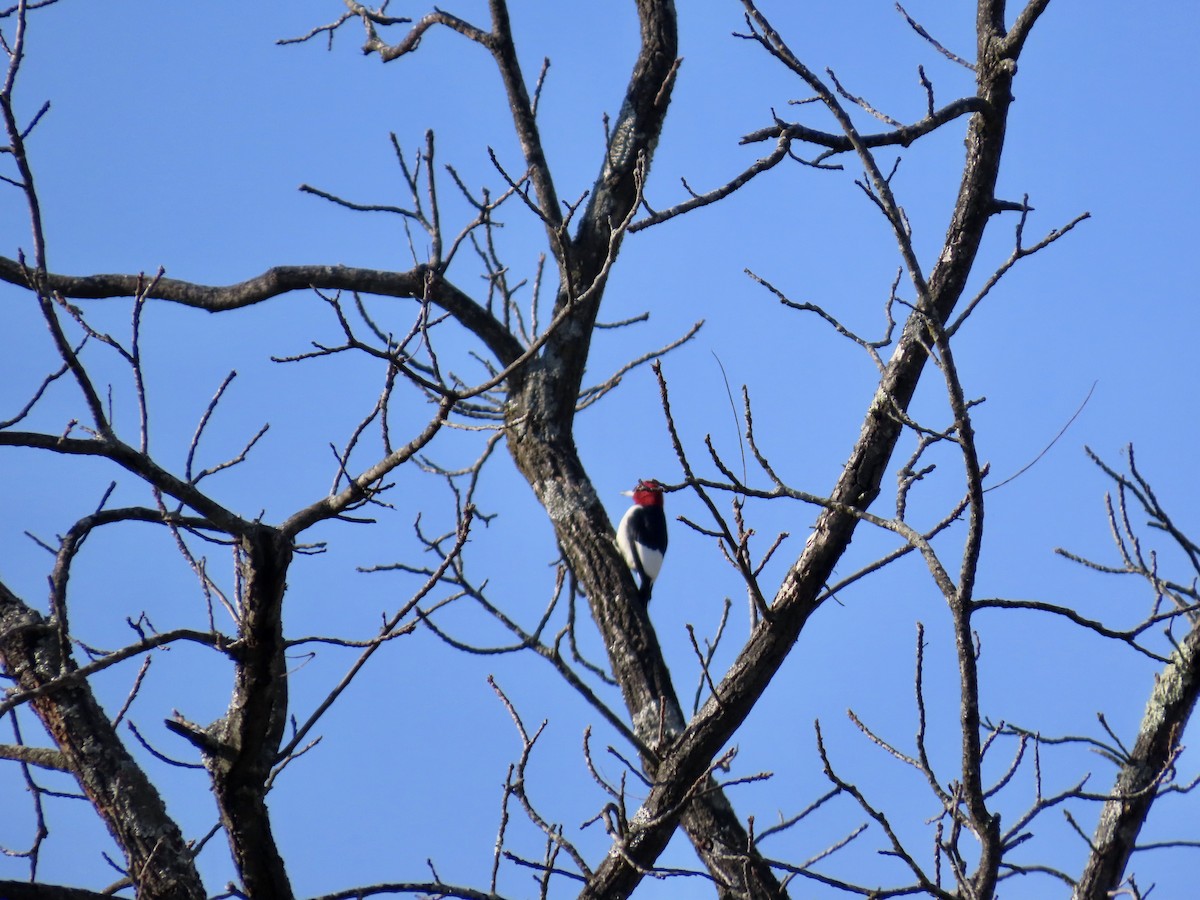 Red-headed Woodpecker - ML645277262
