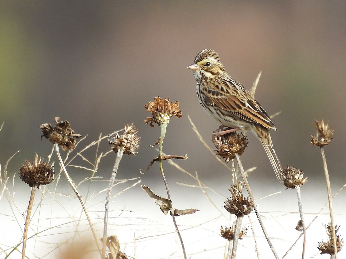 Savannah Sparrow - ML645277263