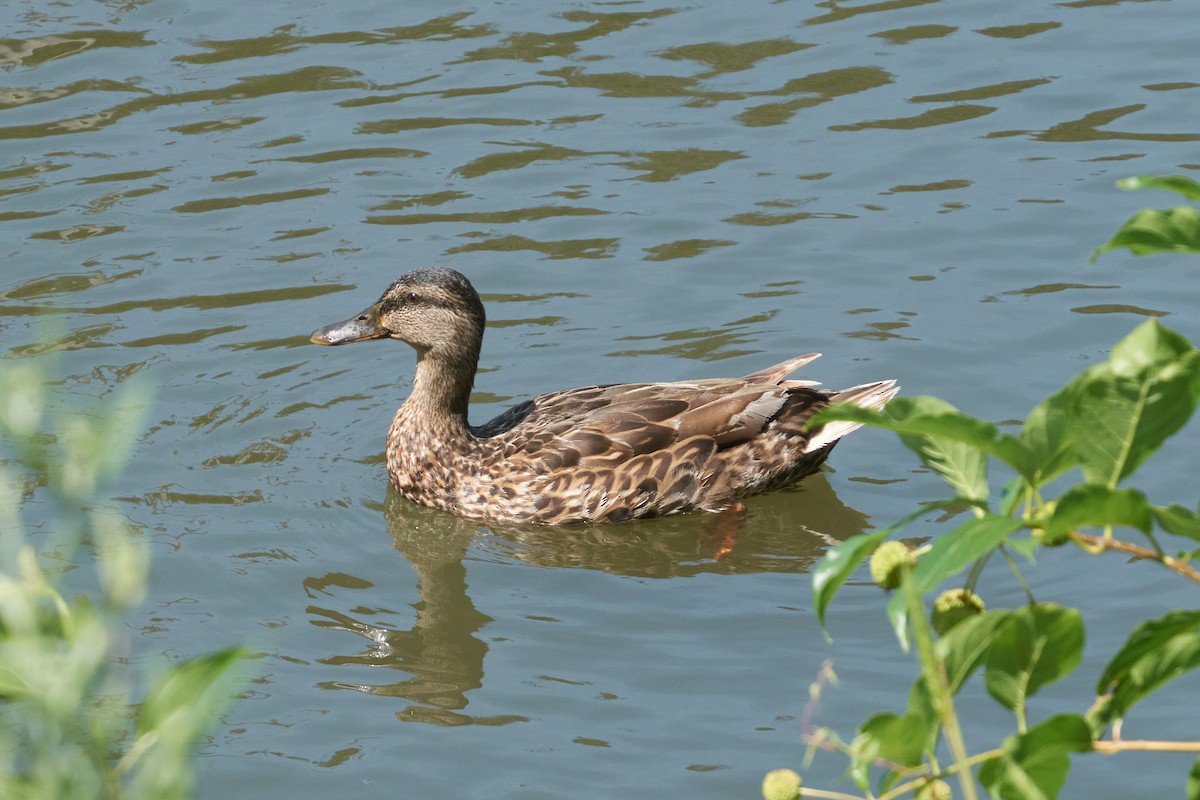 Mallard - ML645277264