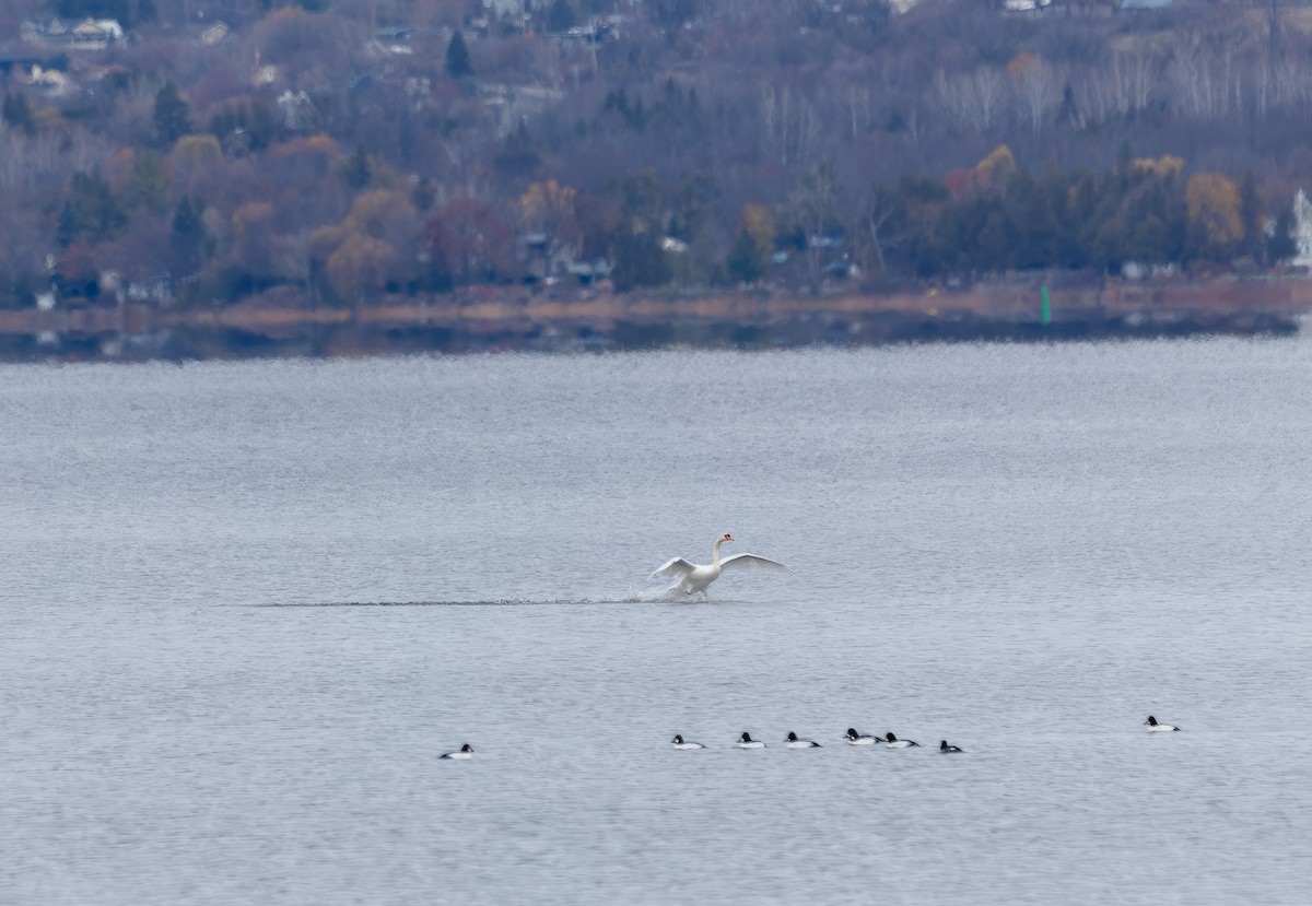 Mute Swan - ML645277266