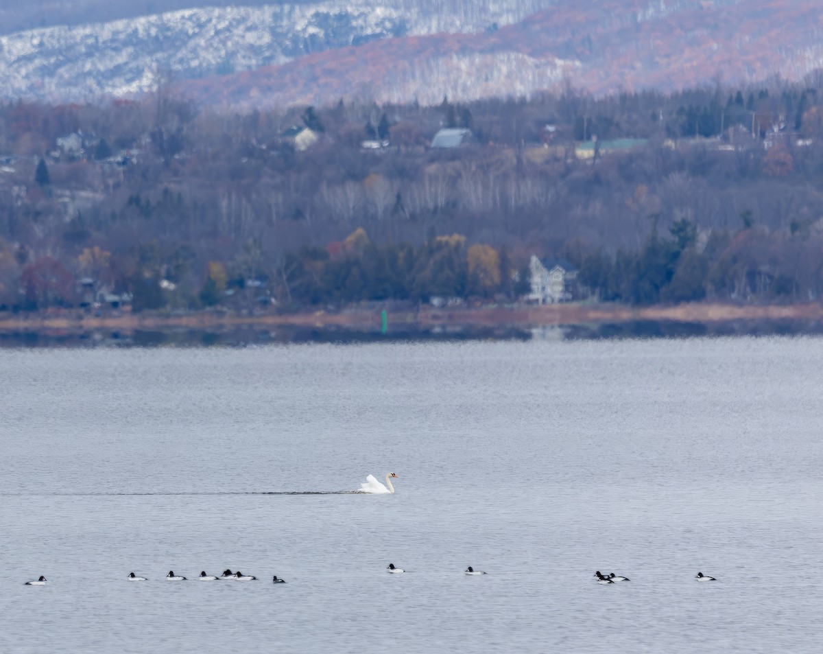 Mute Swan - ML645277267