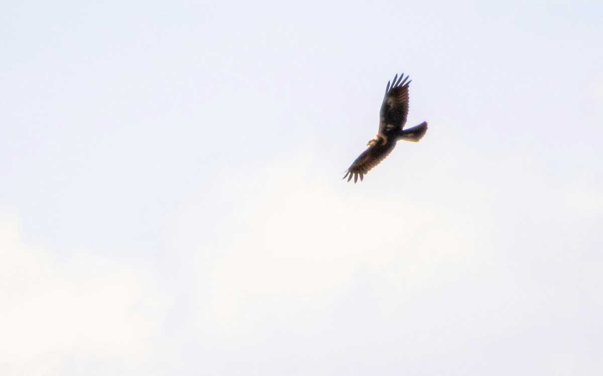 Western Marsh Harrier - ML645277268