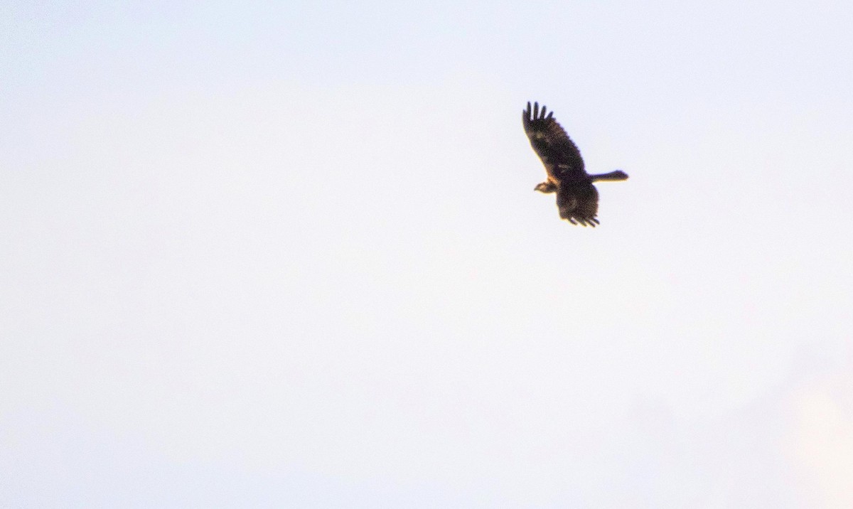 Western Marsh Harrier - ML645277269