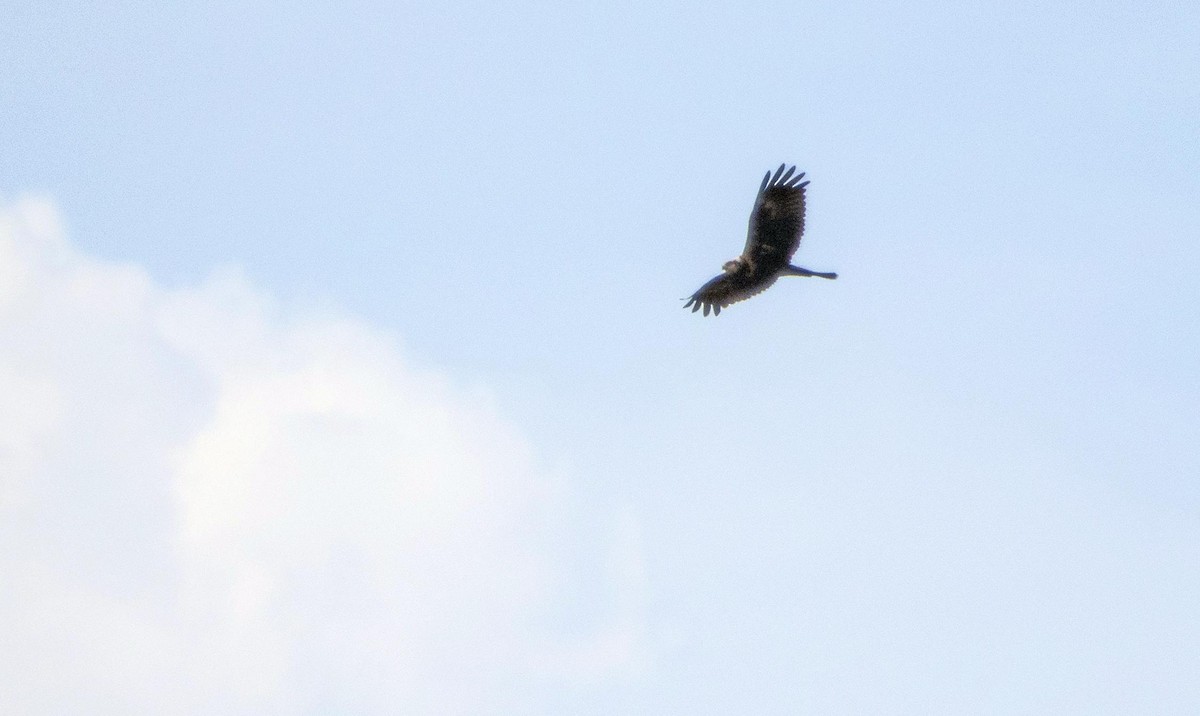 Western Marsh Harrier - ML645277270