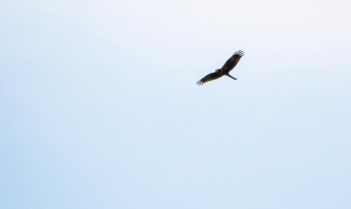 Western Marsh Harrier - ML645277271