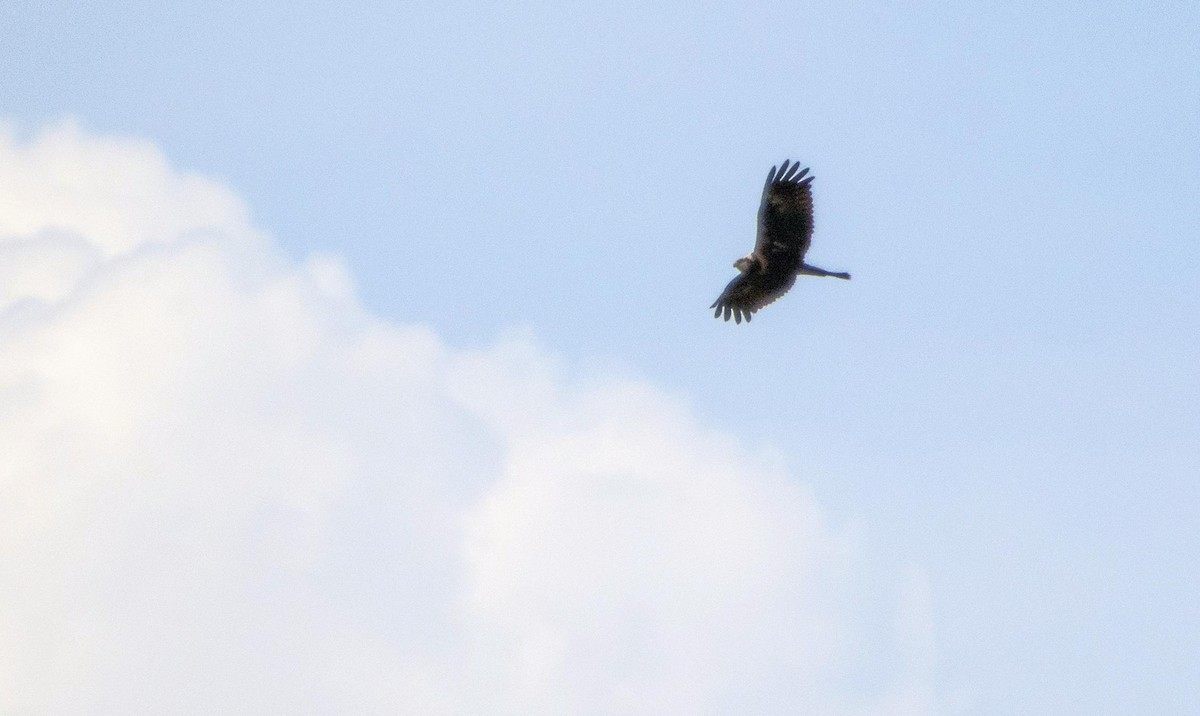 Western Marsh Harrier - ML645277273