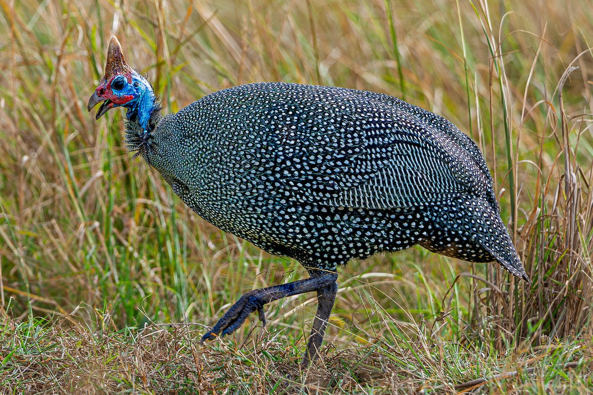 普通珠雞 - ML645277276