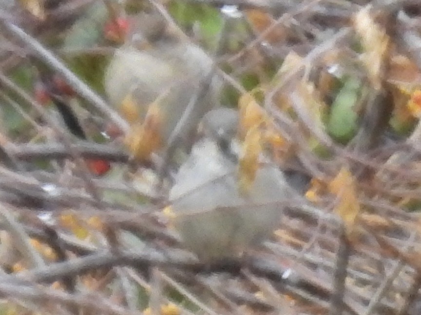 House Sparrow - ML645277285