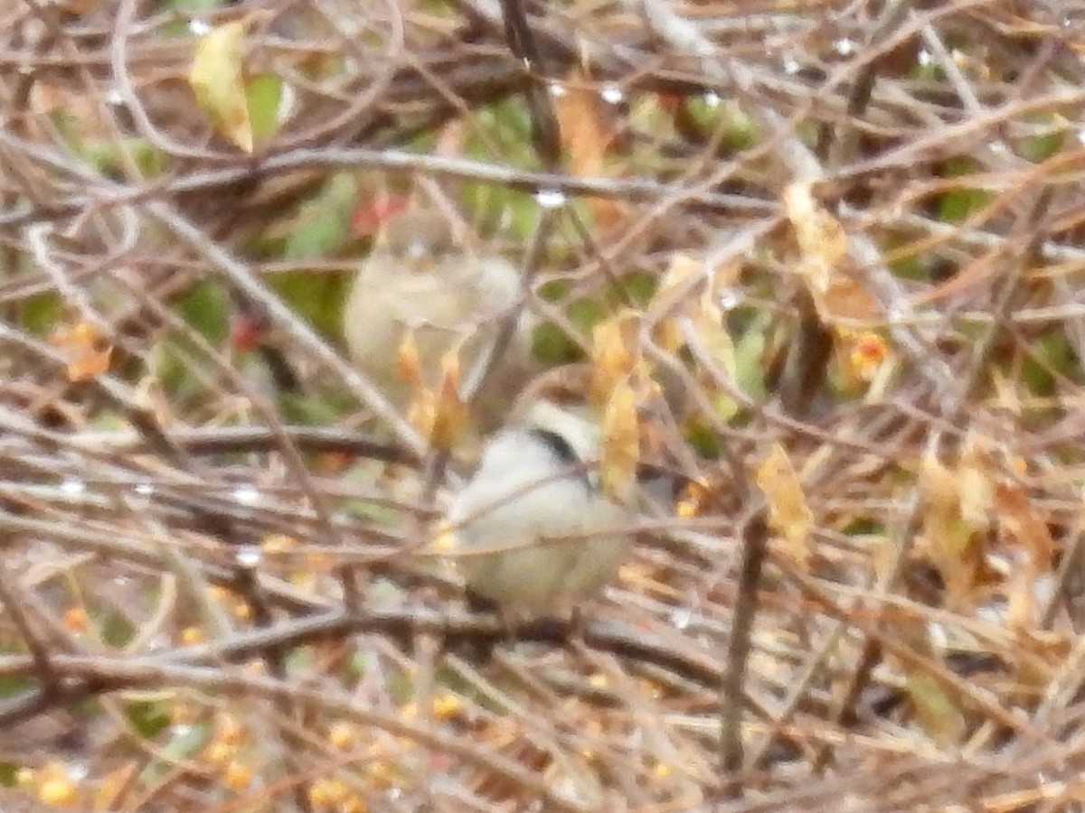 House Sparrow - ML645277286