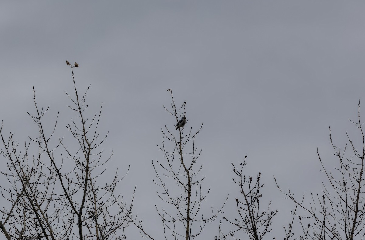 Northern Shrike - ML645277294