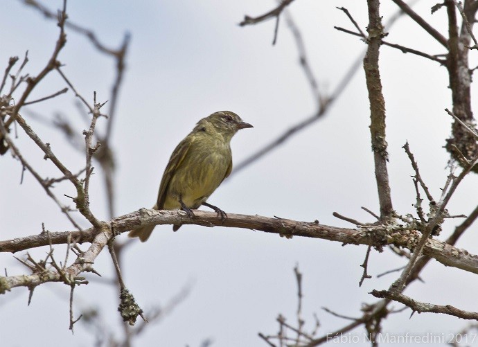 Rough-legged Tyrannulet - ML645277309
