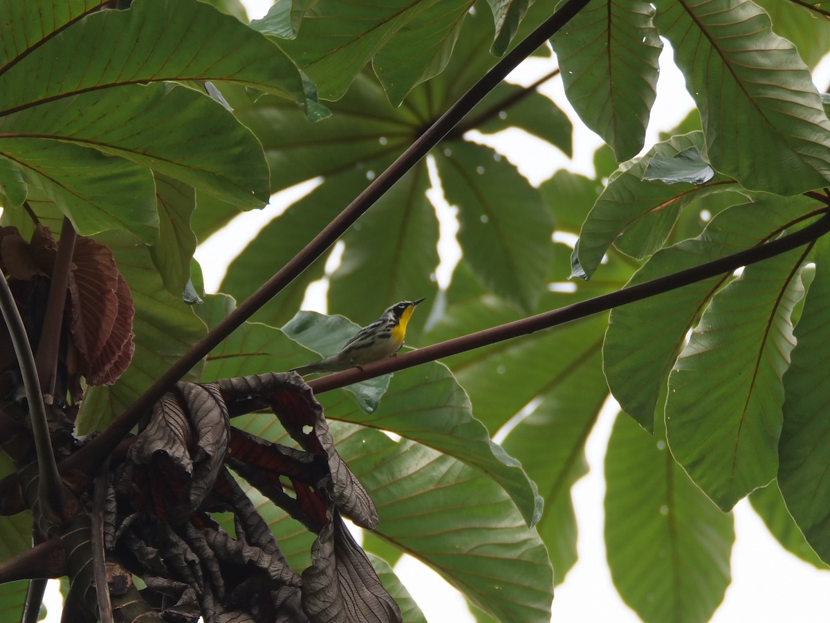 Goldkehl-Waldsänger - ML645277313