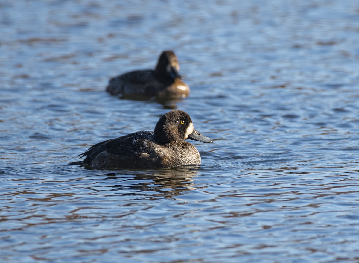 スズガモ - ML645277317