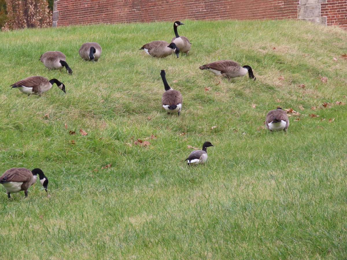 Ringelgans - ML645277327