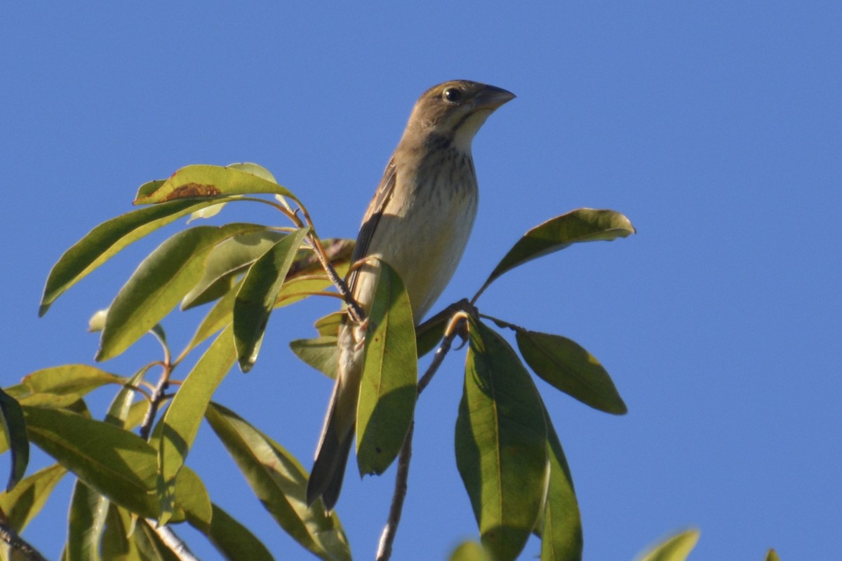 Dickcissel - ML645277336