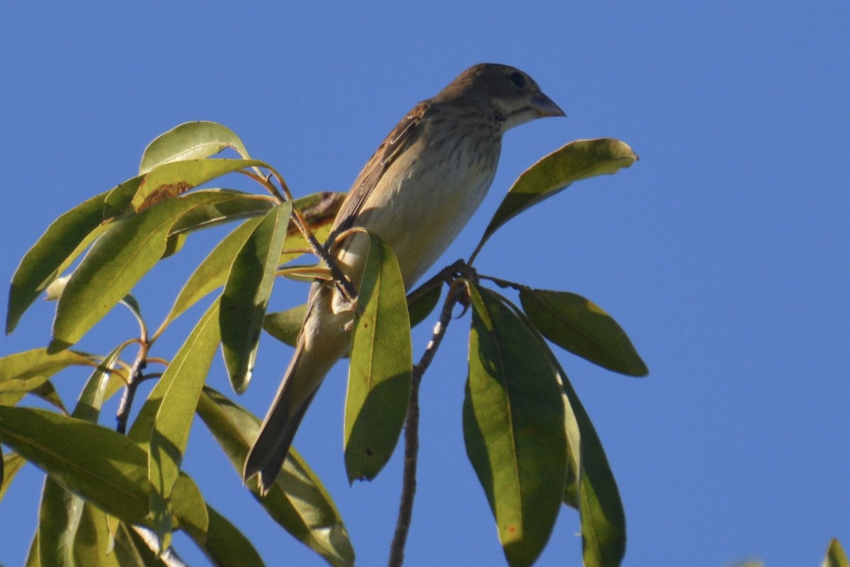 Dickcissel - ML645277337