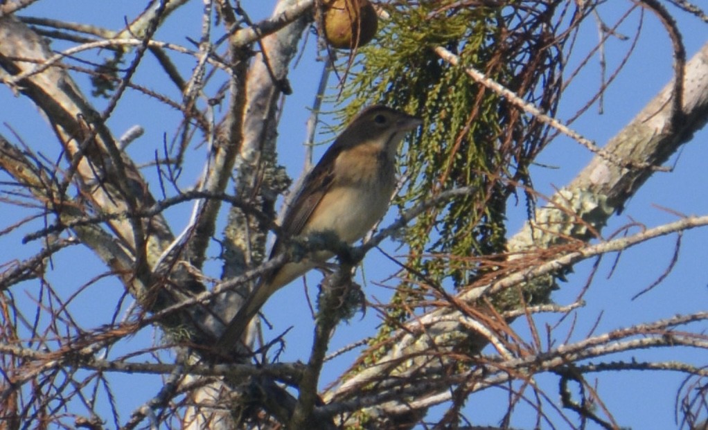 Dickcissel - ML645277338