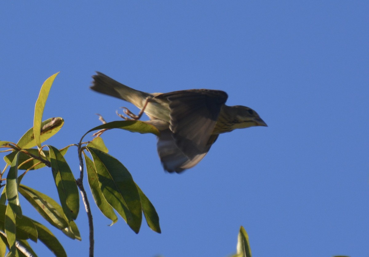 Dickcissel - ML645277339