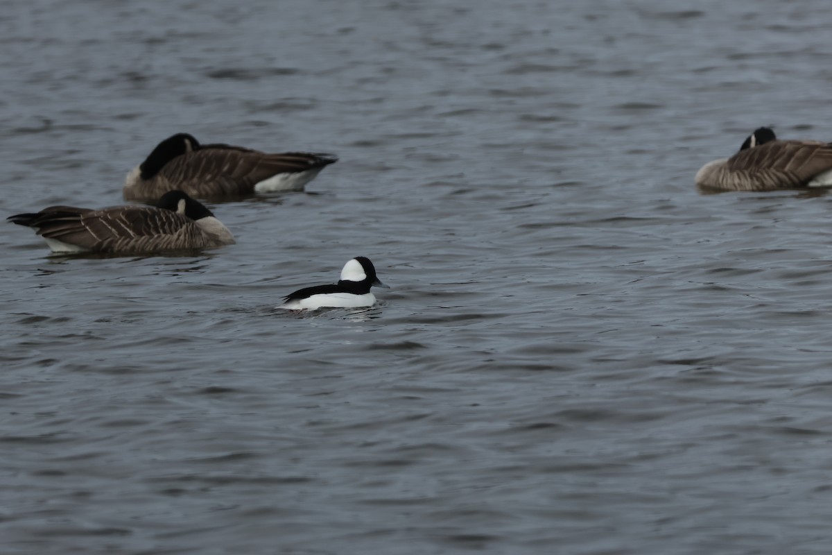Bufflehead - ML645277343