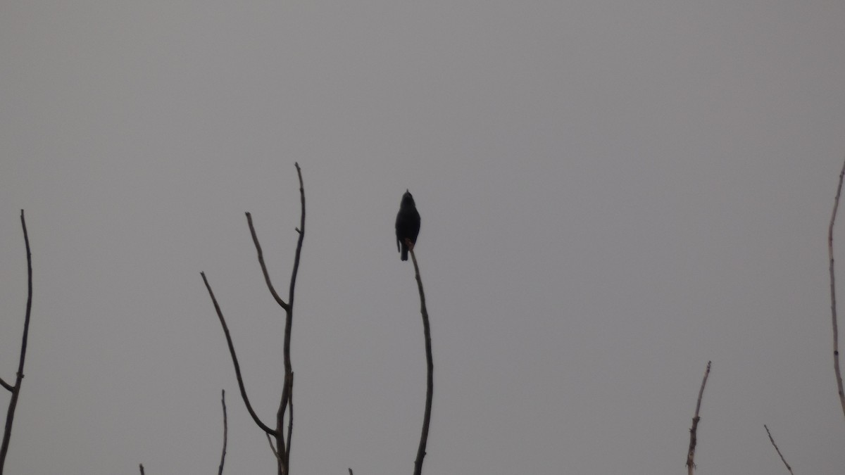 Spotless Starling - ML645277371