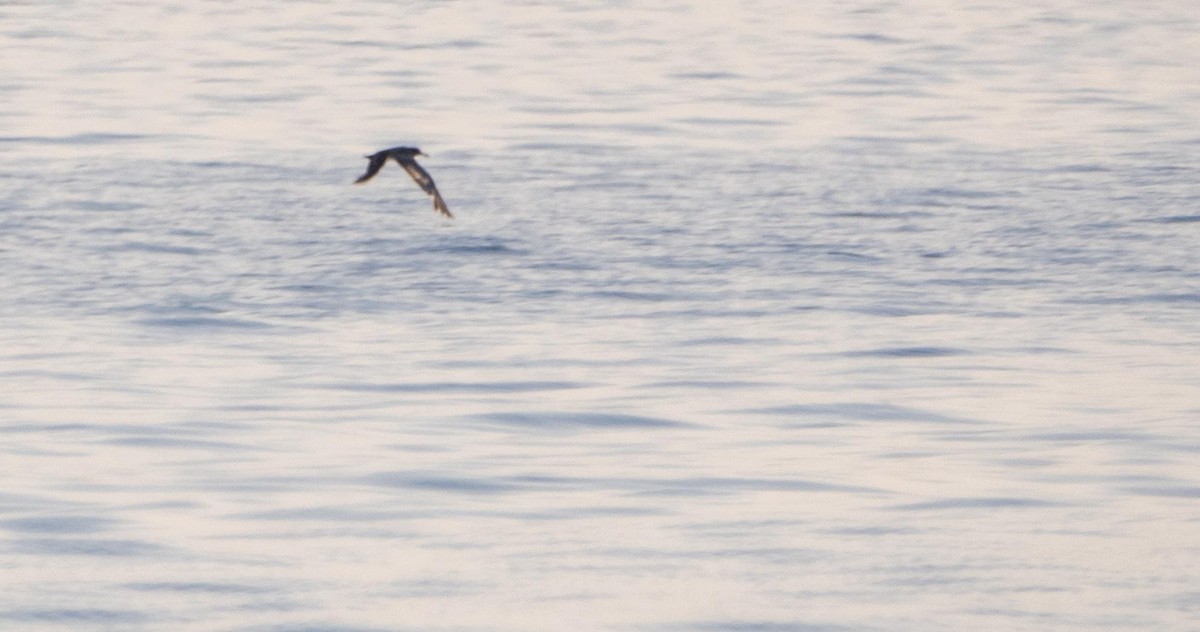 Scopoli's Shearwater - ML645277372