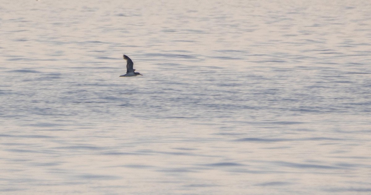 Scopoli's Shearwater - ML645277373