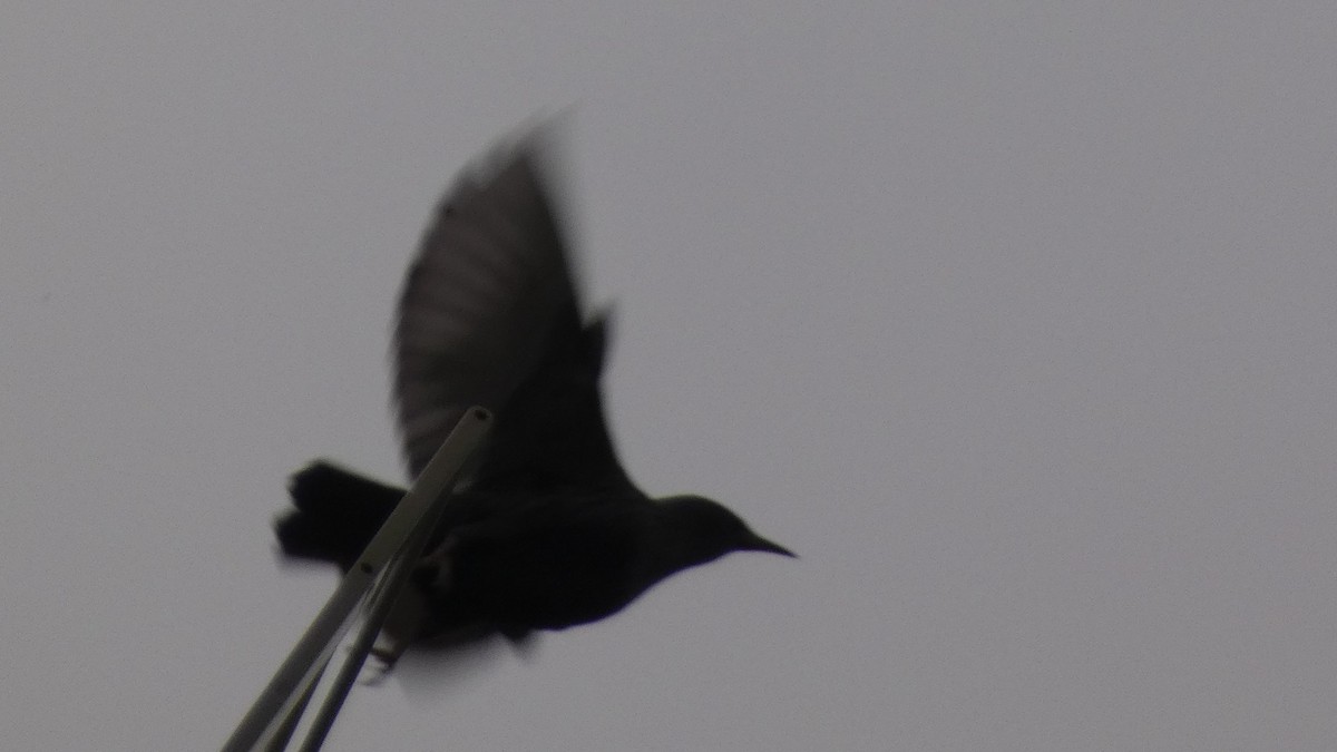 Spotless Starling - ML645277376