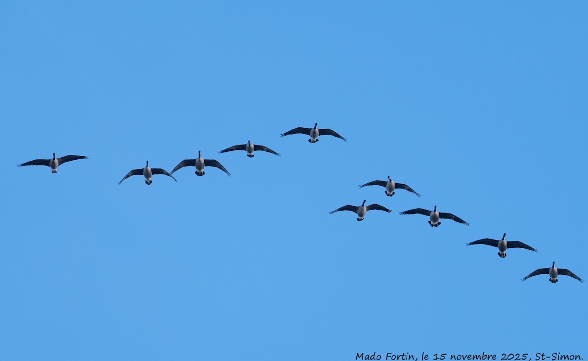 Canada Goose - ML645277377