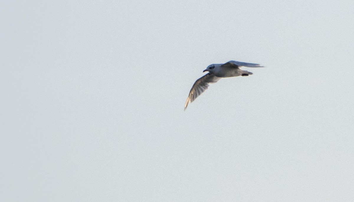 Mediterranean Gull - ML645277379
