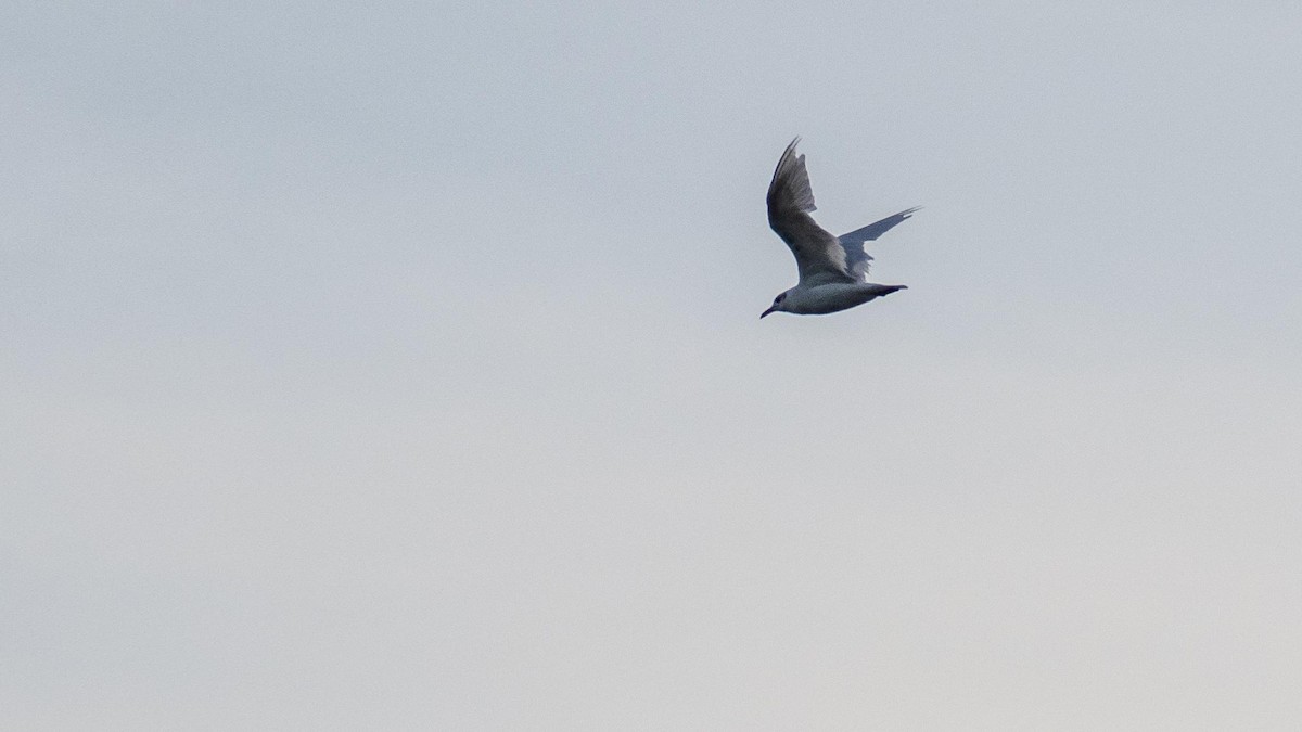 Mediterranean Gull - ML645277381