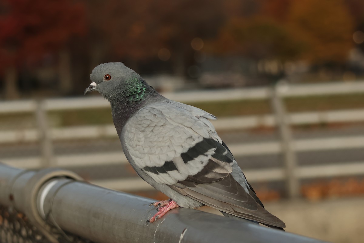 Rock Pigeon (Feral Pigeon) - ML645277385
