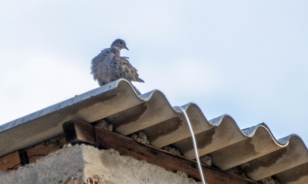 Türkentaube - ML645277388