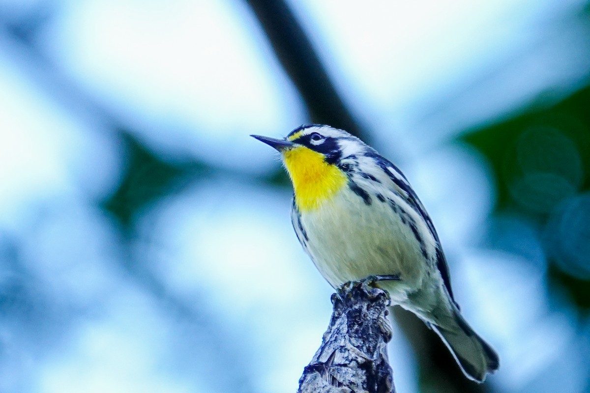 Goldkehl-Waldsänger - ML645277389