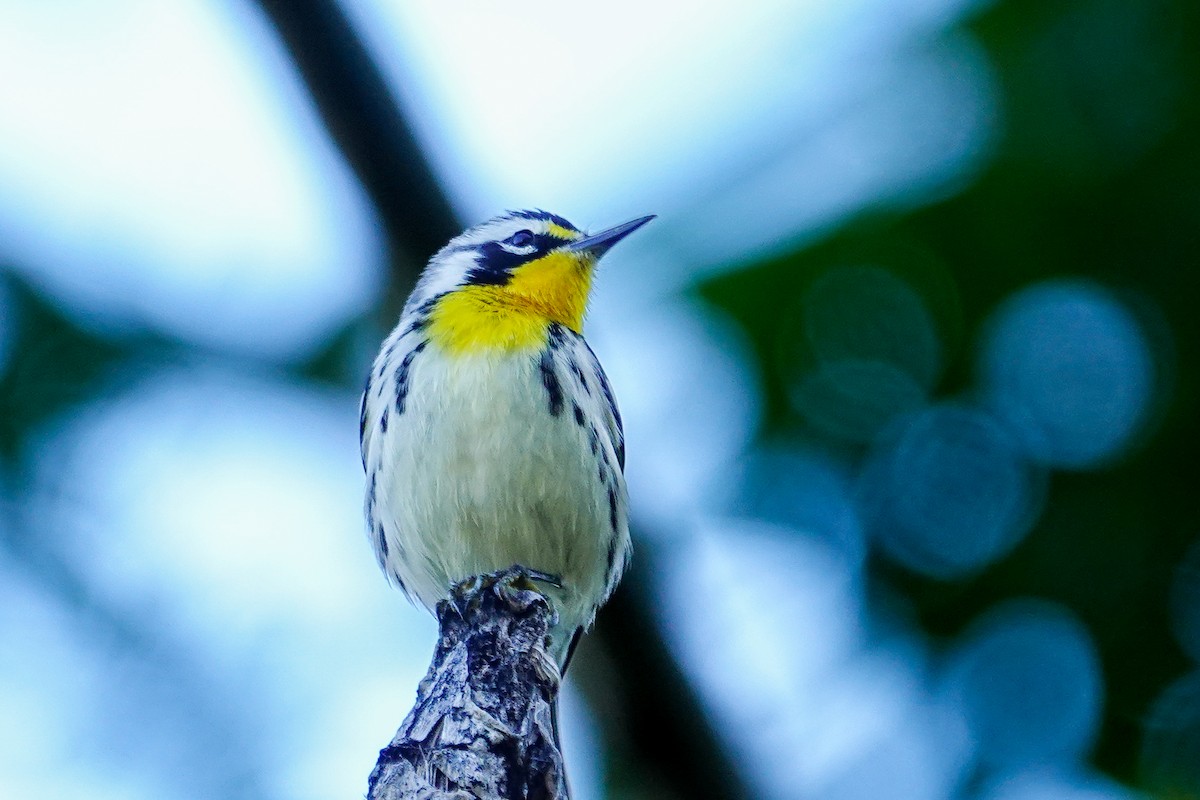 Goldkehl-Waldsänger - ML645277391