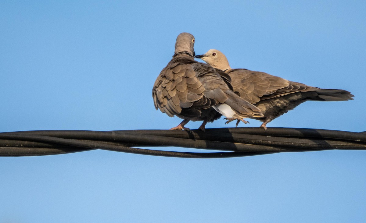 Türkentaube - ML645277392