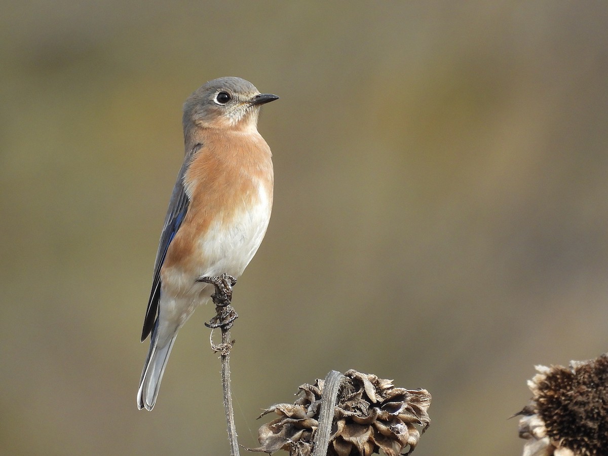 Rotkehl-Hüttensänger - ML645277394