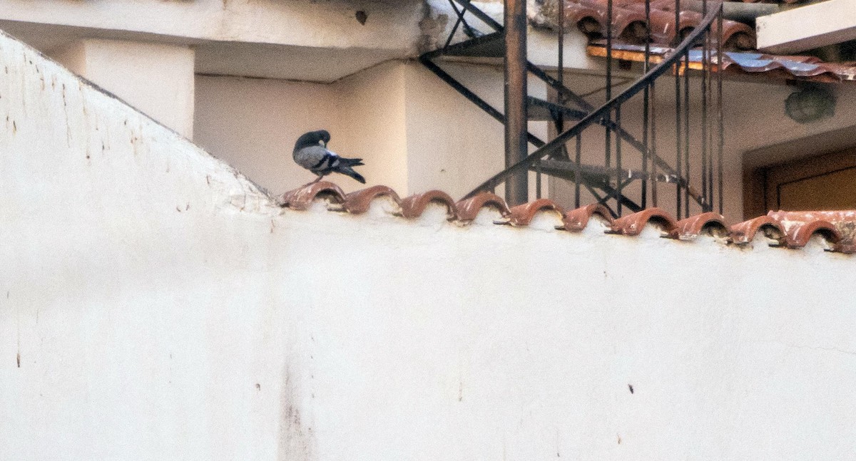 Felsentaube - ML645277395