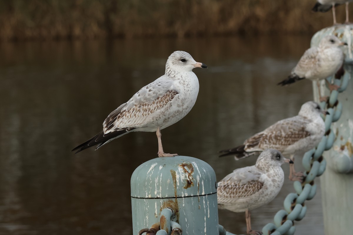 Ringschnabelmöwe - ML645277397