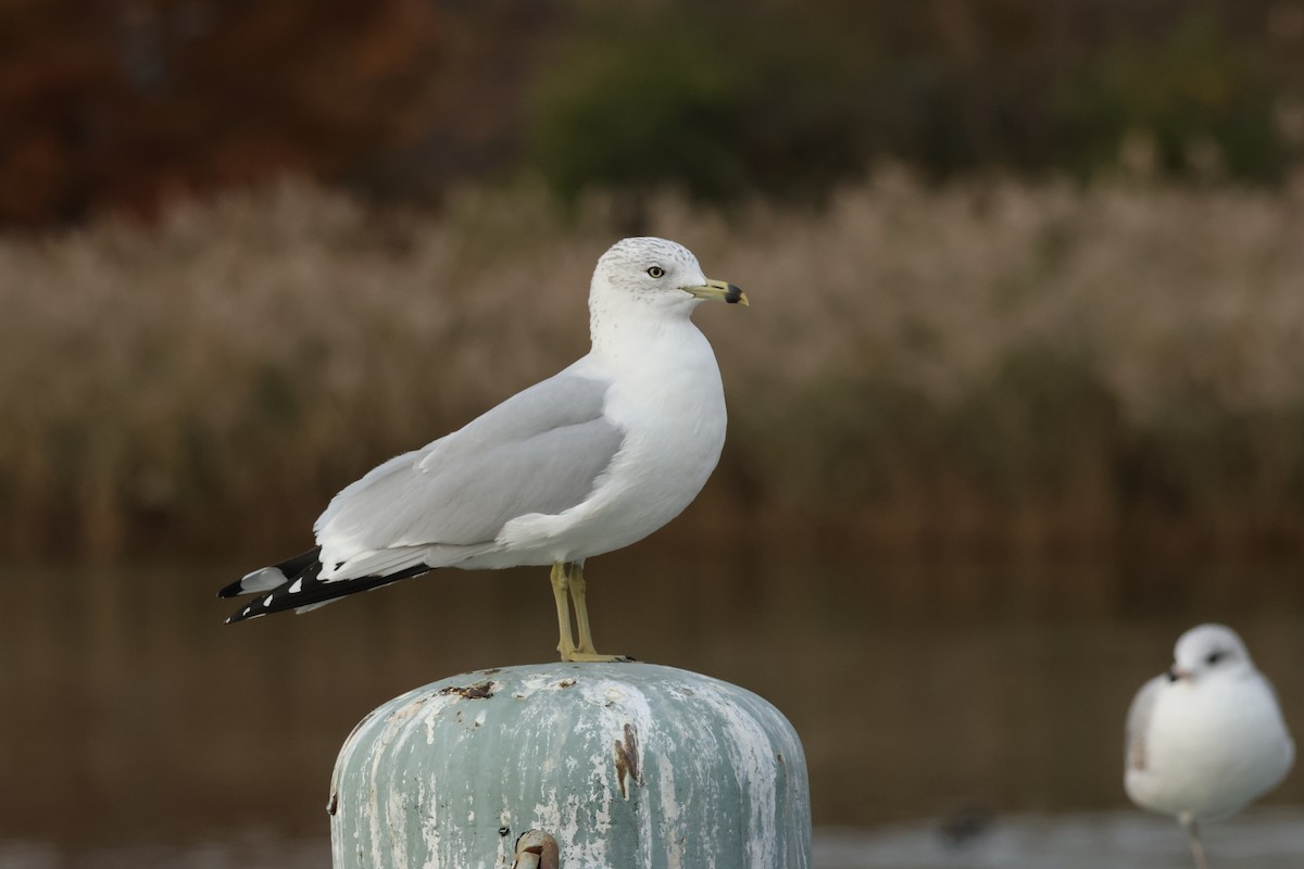 Ringschnabelmöwe - ML645277398