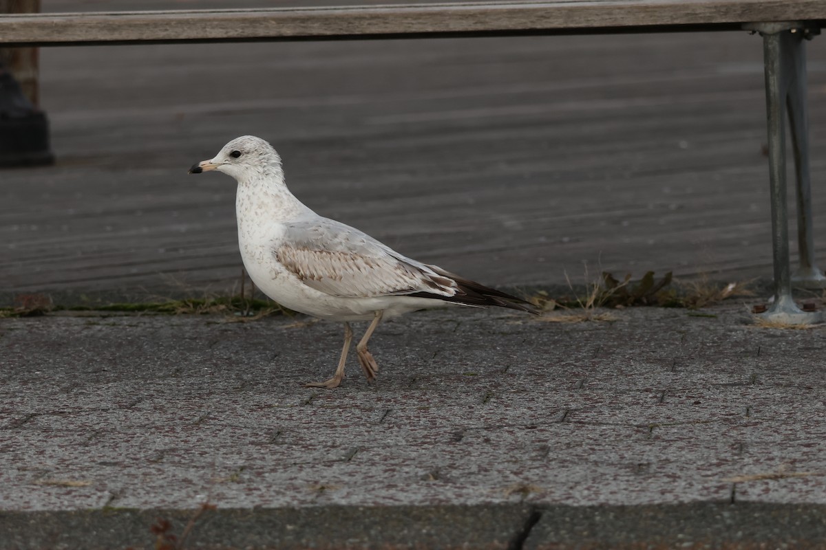 Ringschnabelmöwe - ML645277399