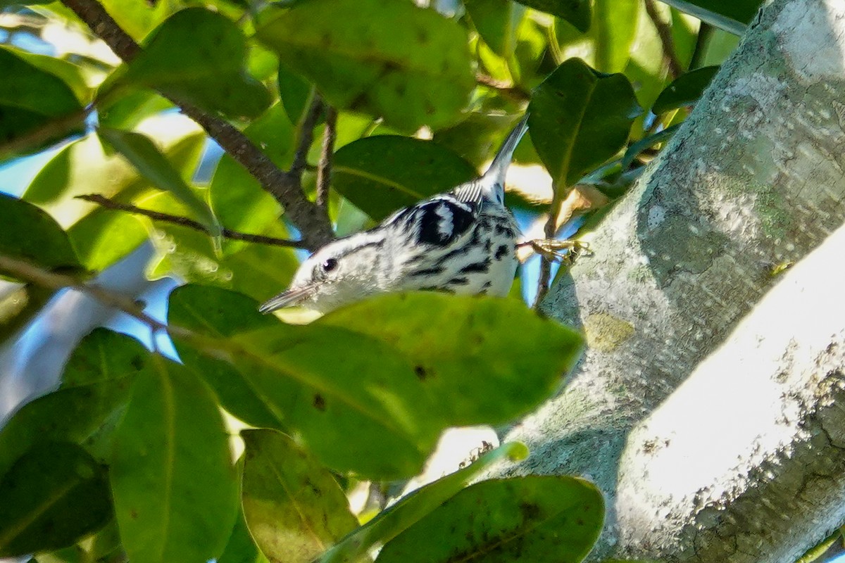 Kletterwaldsänger - ML645277403