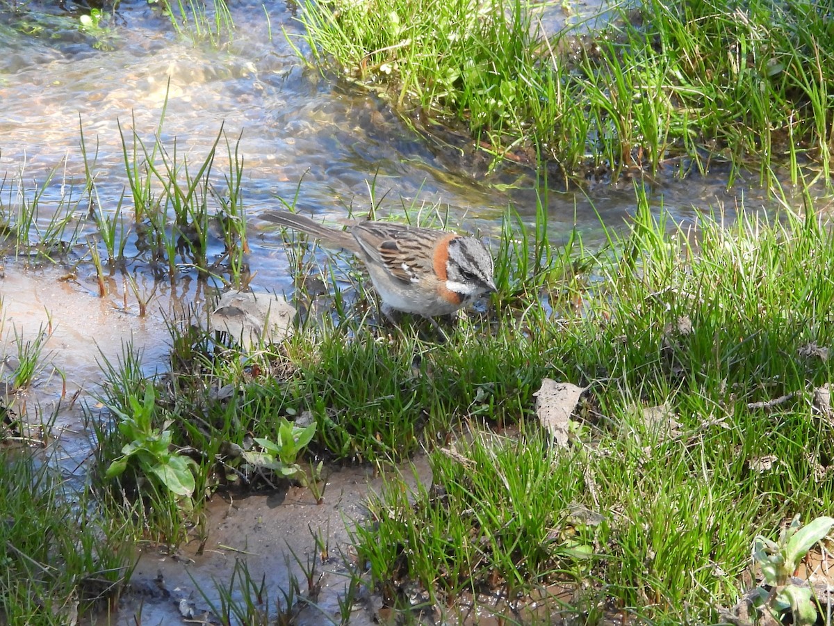 Morgenammer - ML645277404