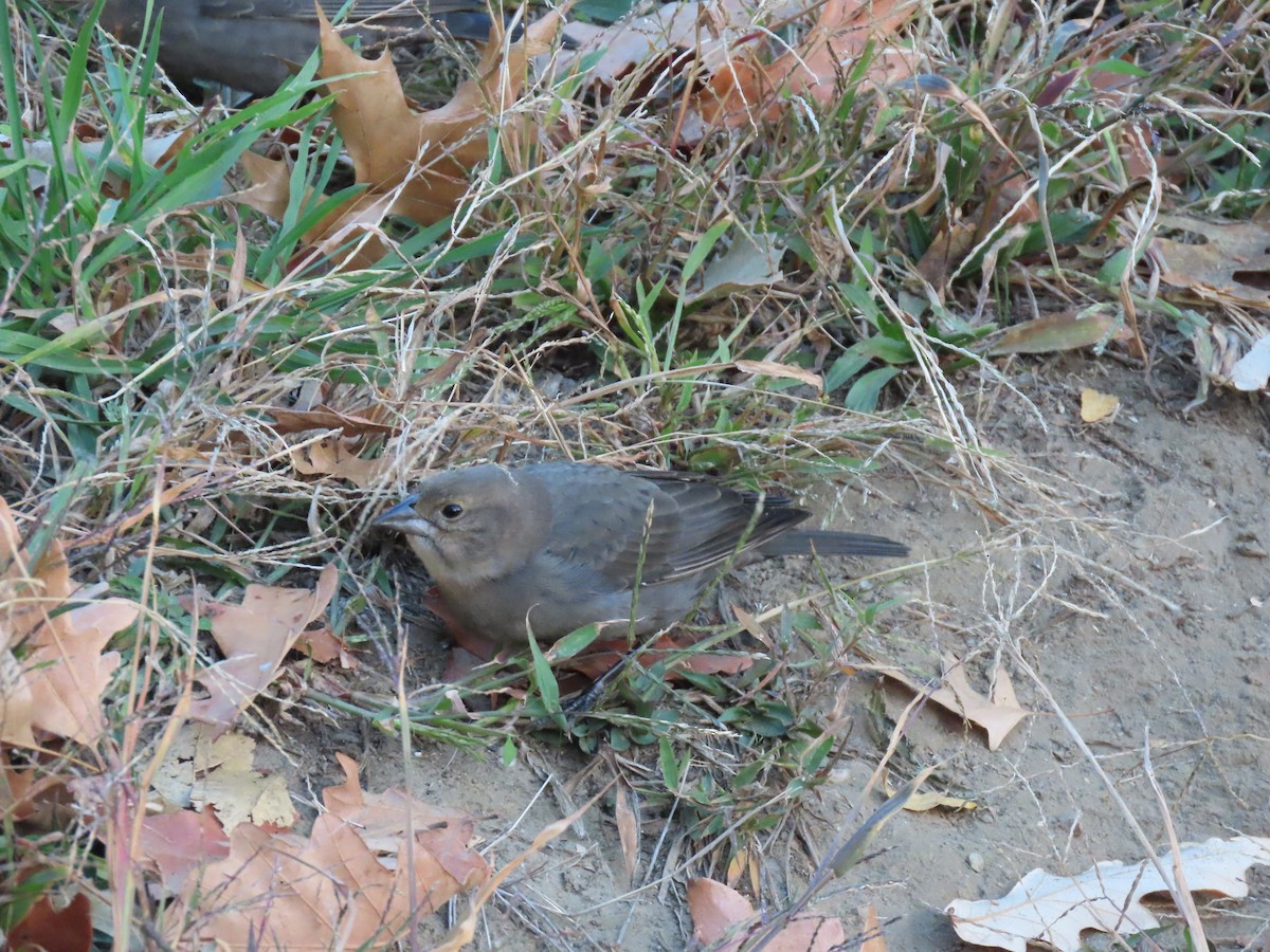 Braunkopf-Kuhstärling - ML645277405