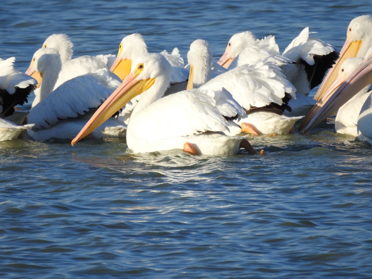 American White Pelican - ML645277406