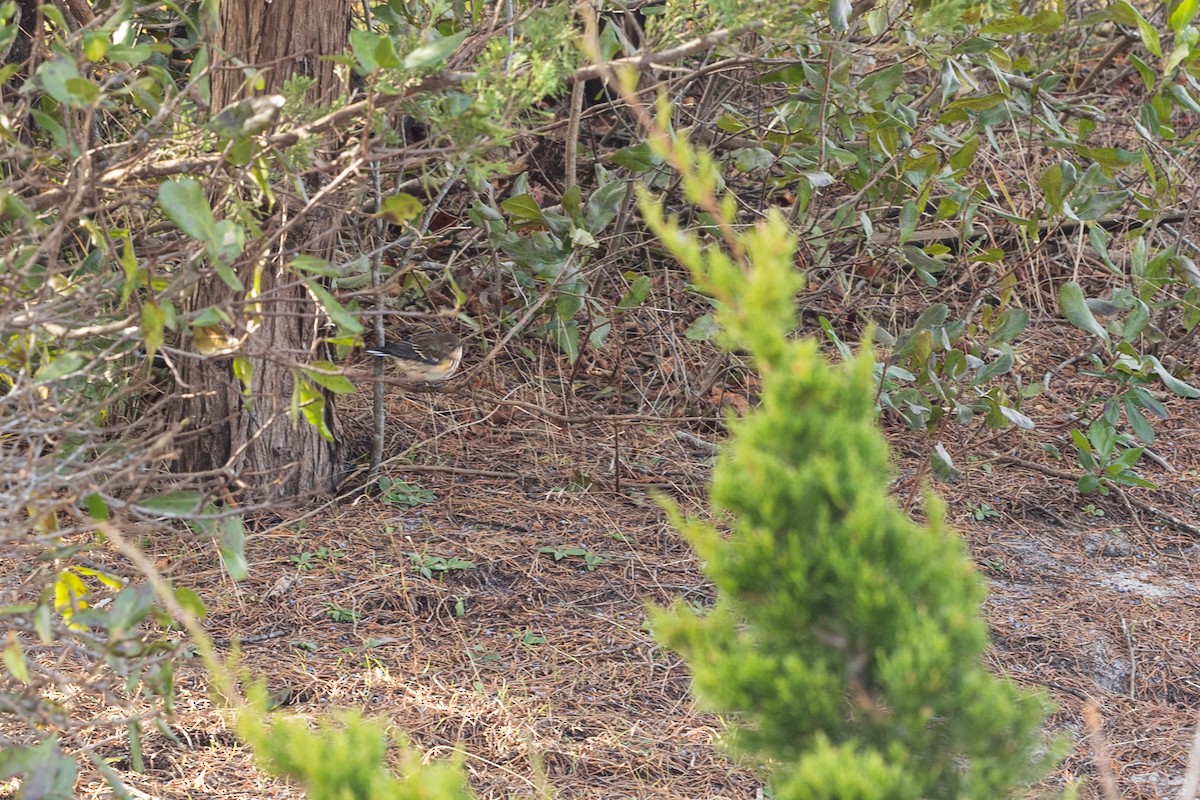 Kronenwaldsänger - ML645277407