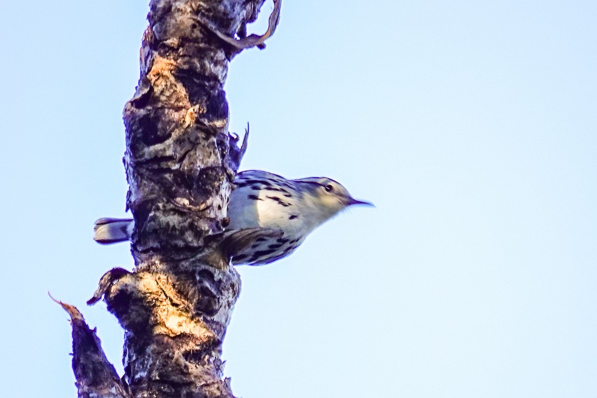 Kletterwaldsänger - ML645277411